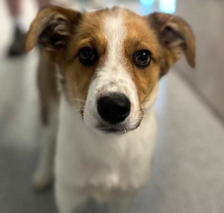 Photo of Arlo