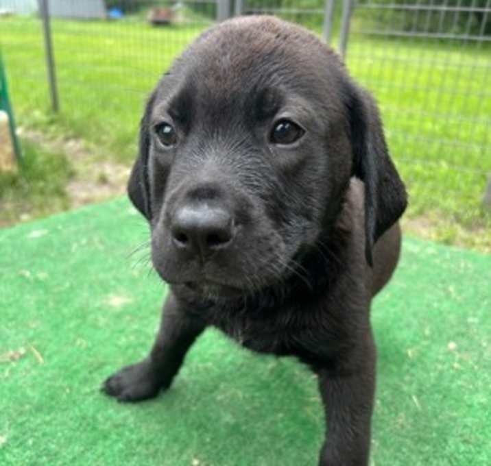 Photo of Oliver