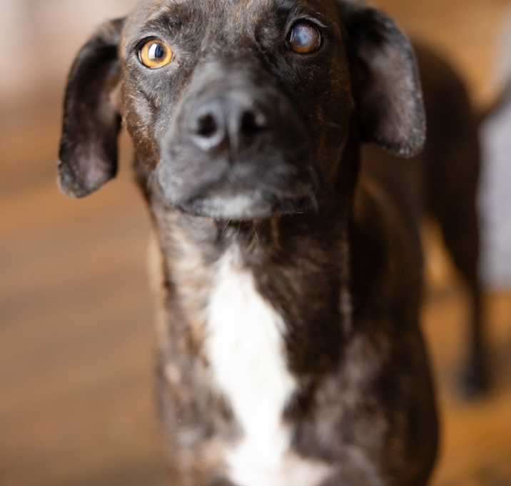 Photo of Pearl - Foster to Adopt