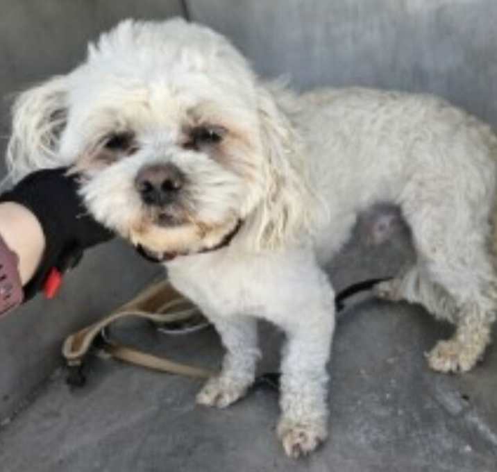 Photo of Chewie