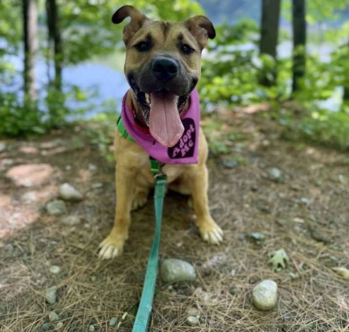 Photo of Scout (FOSTERED LOCALLY)