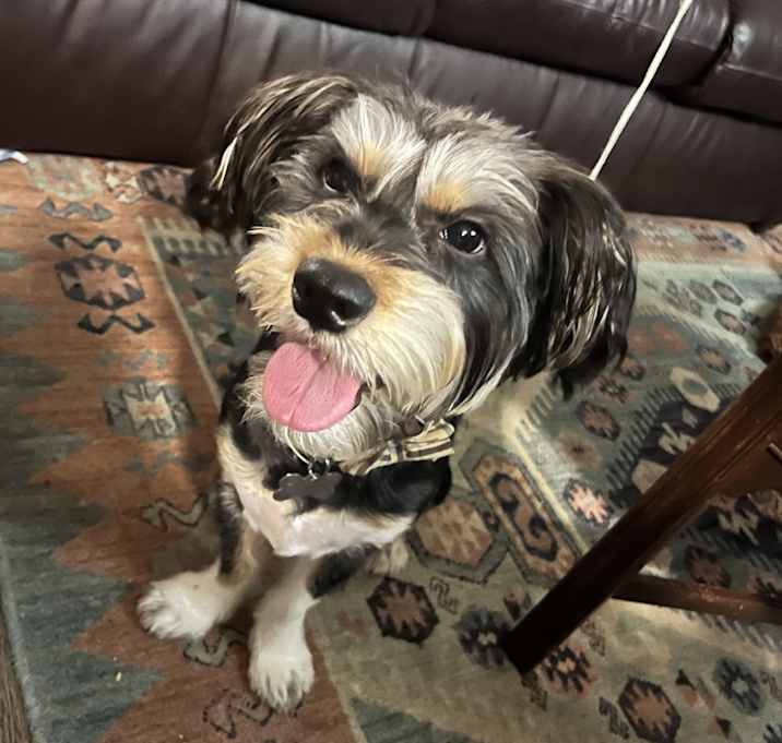 Photo of Fitz