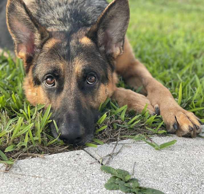 Photo of Koba