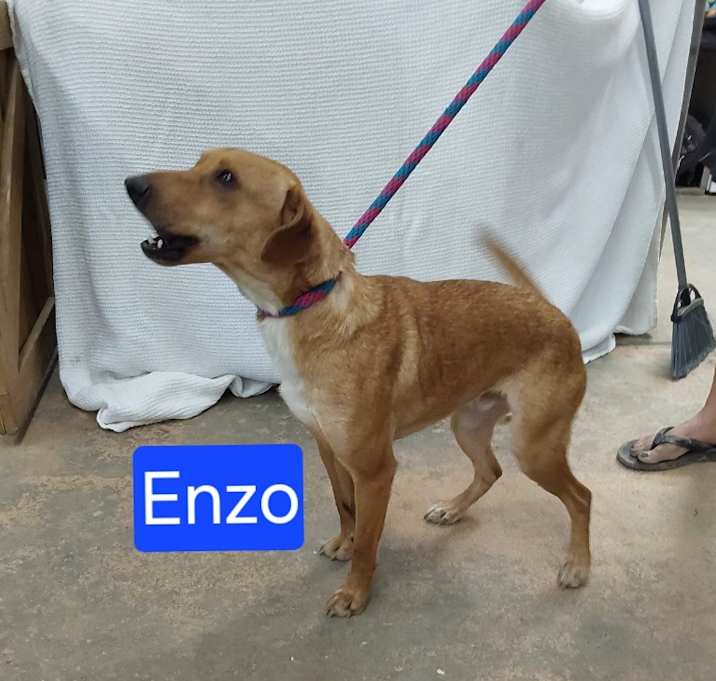 Photo of Enzo