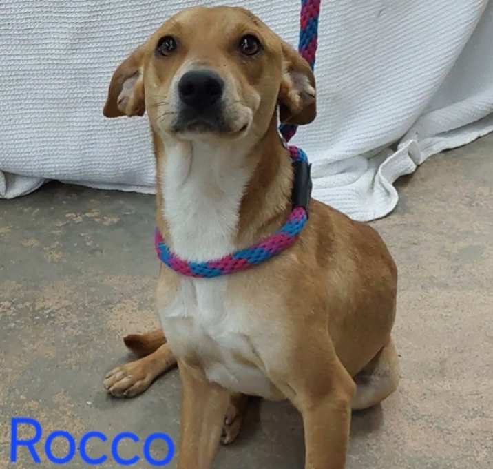 Photo of Rocco