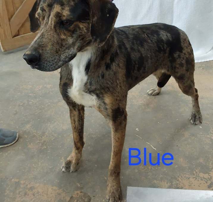 Photo of Blue