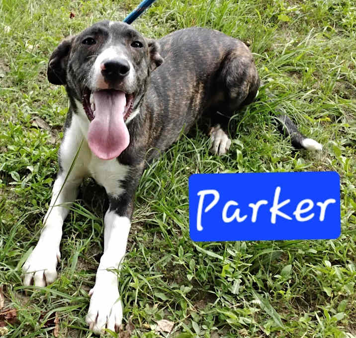 Photo of Parker (Cashew)