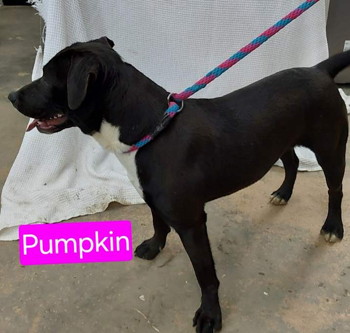 Photo of Pumpkin (Christina)