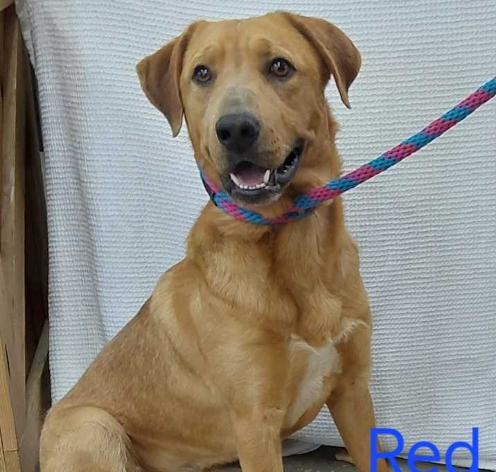 Photo of Red