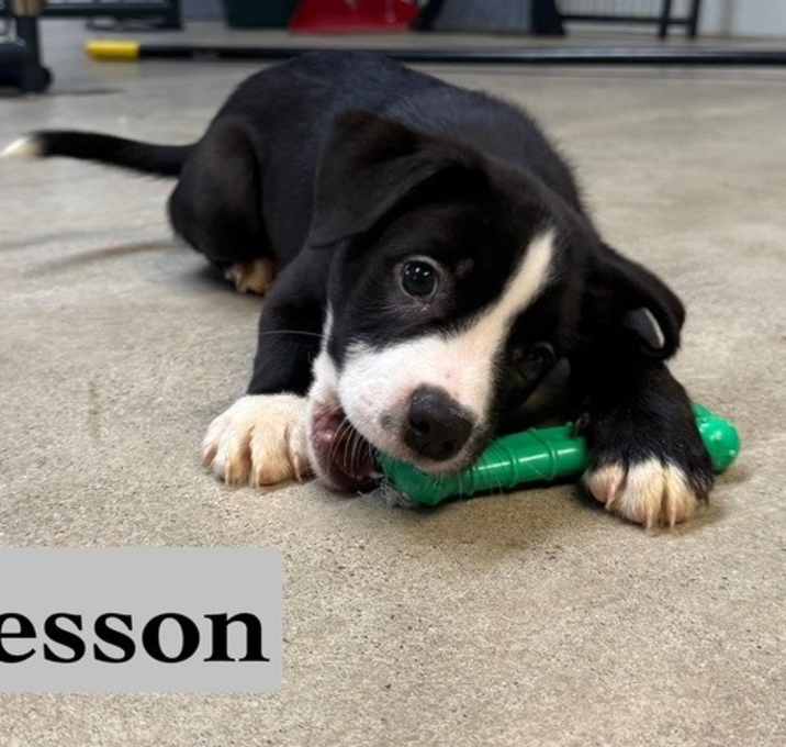 Photo of Wesson