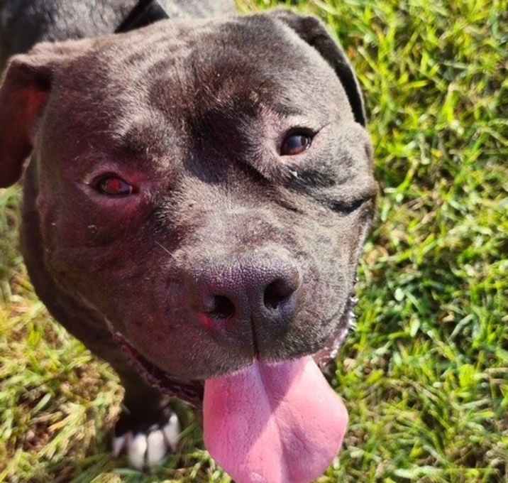 Photo of Angus