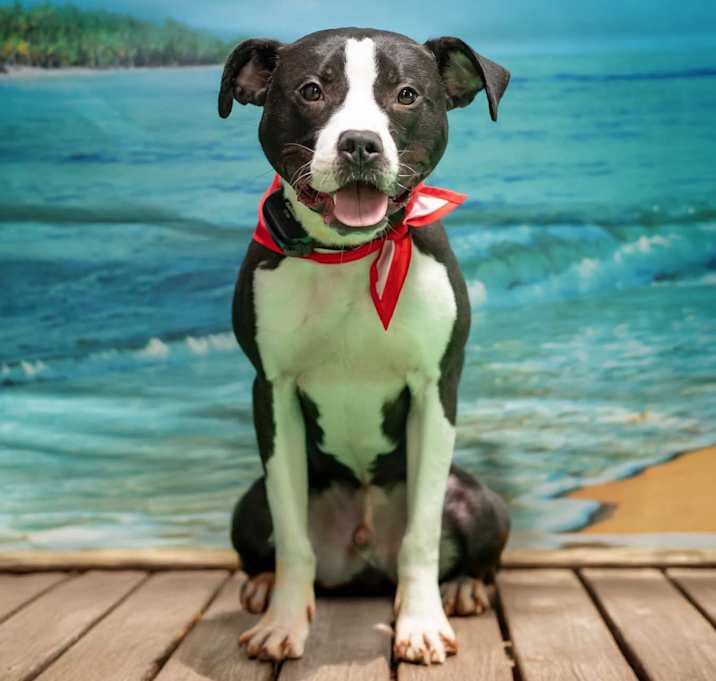 Photo of Roscoe