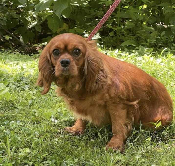 Photo of ABIGAIL