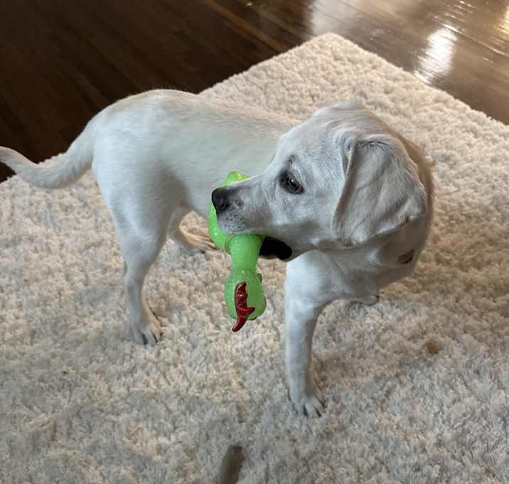 Photo of Bailey
