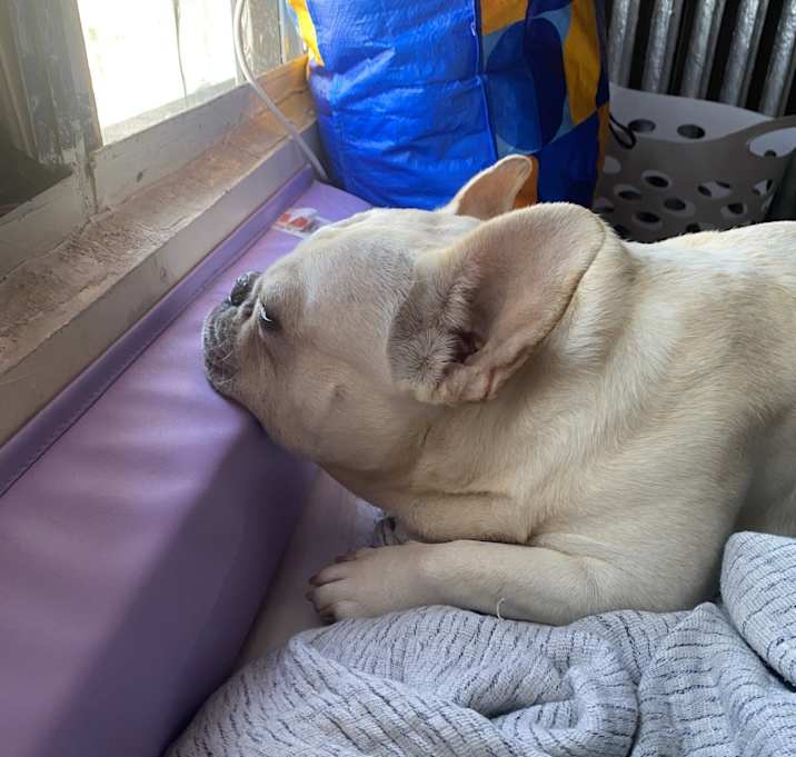Photo of Leo