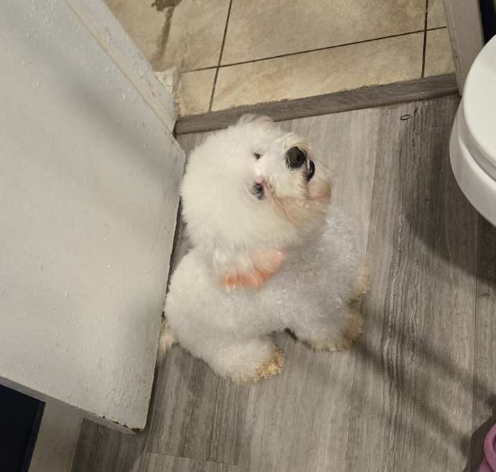 Photo of Kirby