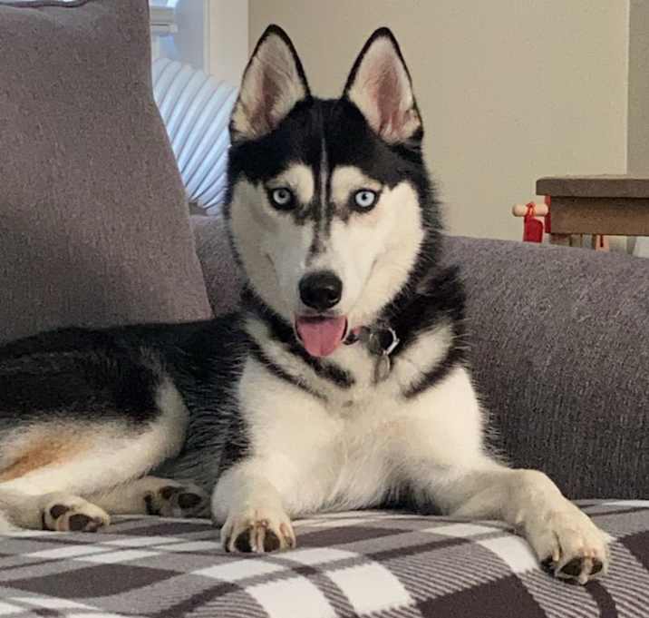Photo of Callie