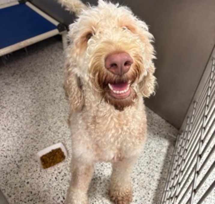 Photo of Cotton Hill- ADOPTED