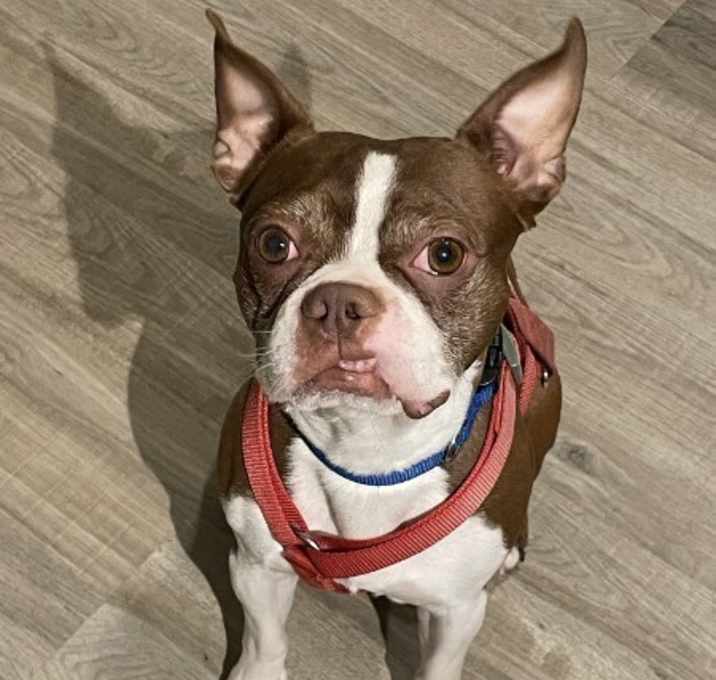 Photo of Leon Lovebug-4800 Oakland, TN