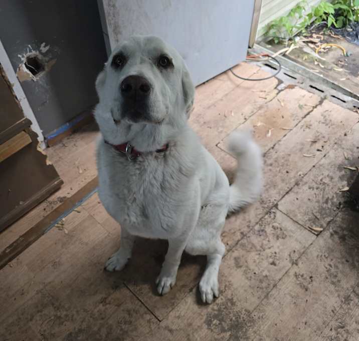 Photo of Stella