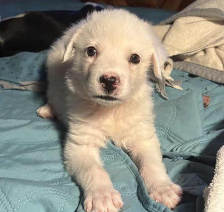 Photo of Yeti