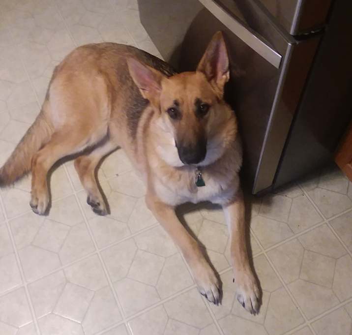 Photo of Brandy