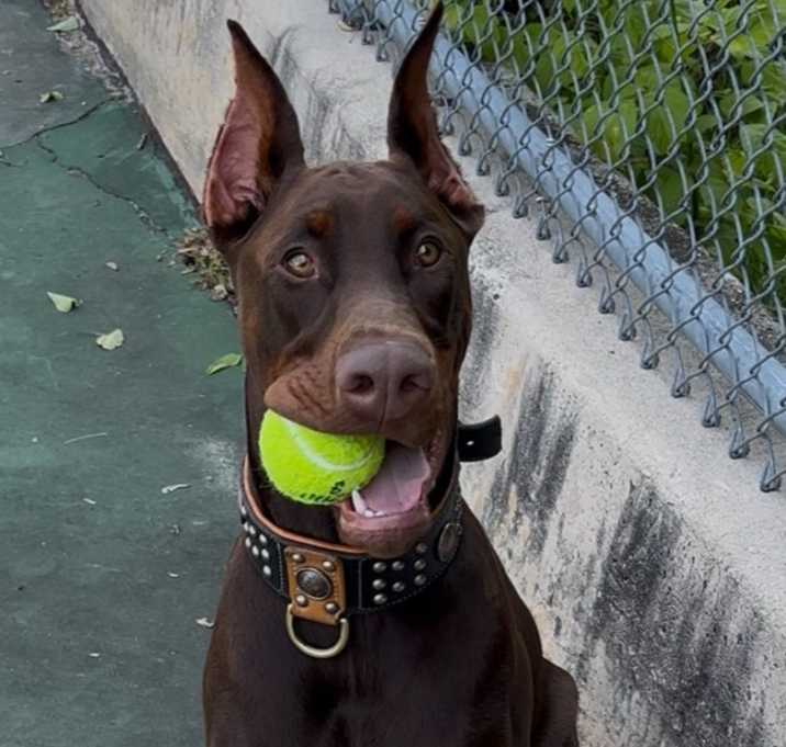 Photo of Thor