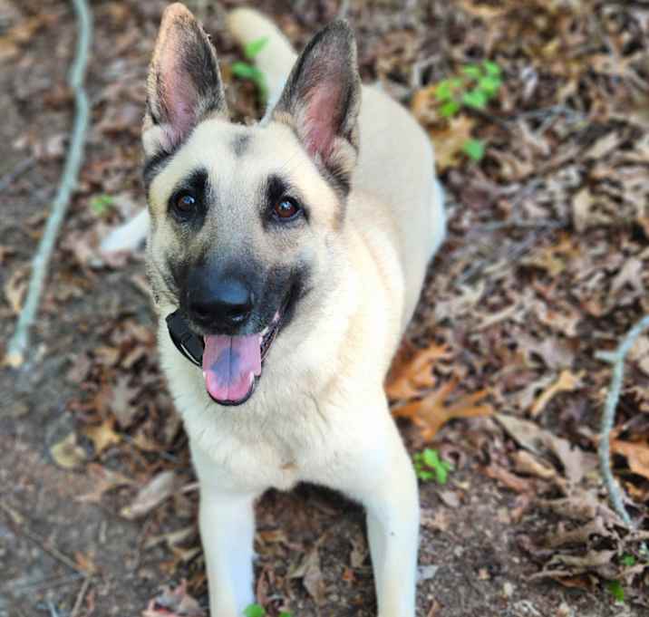 Photo of Peaches DOG SPORTS POTENTIAL