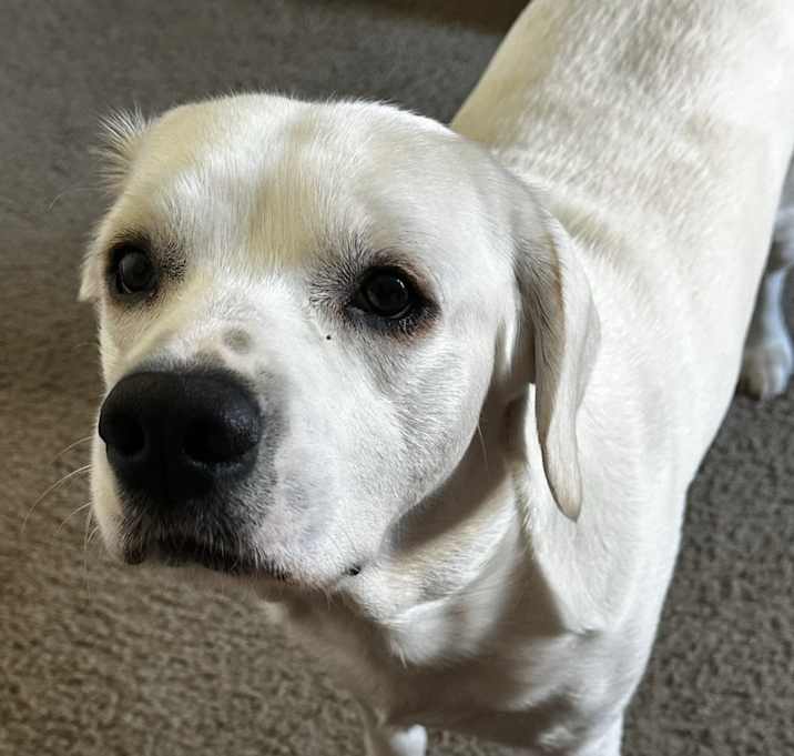 Photo of Leo