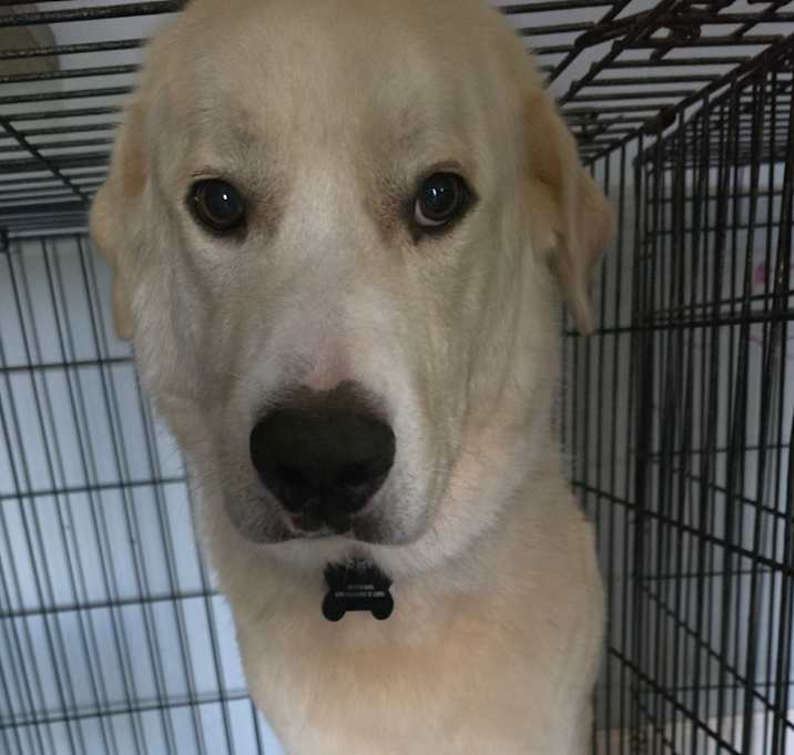 Photo of Bandit