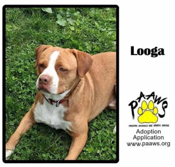 Photo of Looga