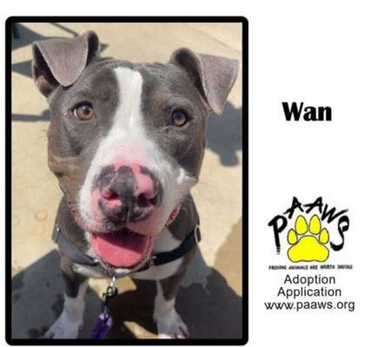 Photo of Wan