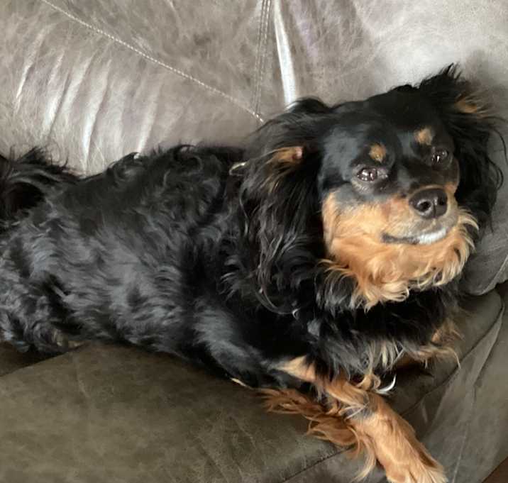 Photo of bailey