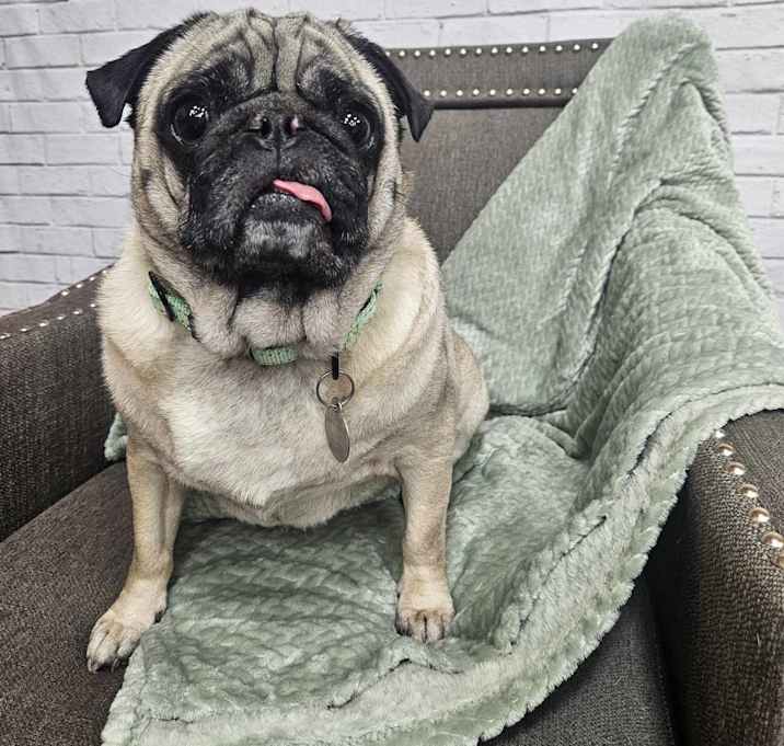 Photo of King Rex