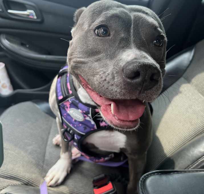 Photo of Roxy
