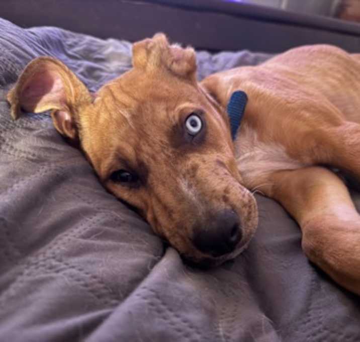 Photo of Roux