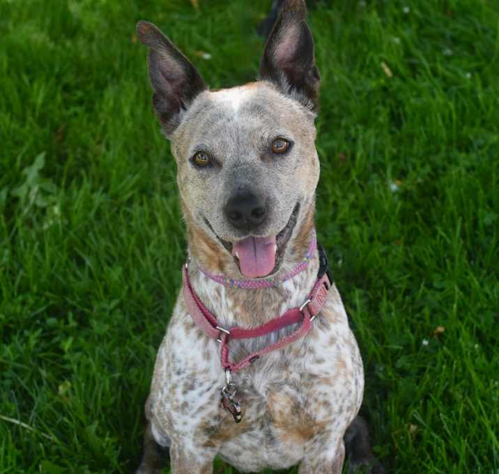 Photo of Mrs. Dolittle