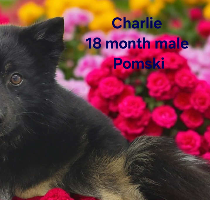 Photo of Charlie