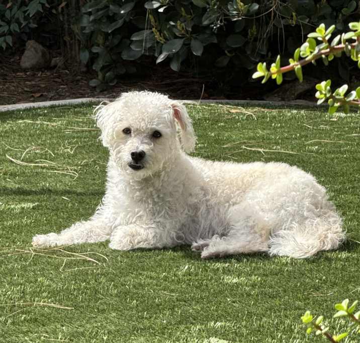 Photo of Sparky