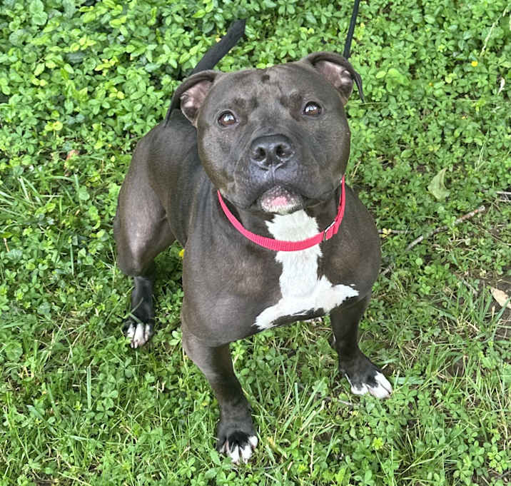 Photo of Frank the Tank
