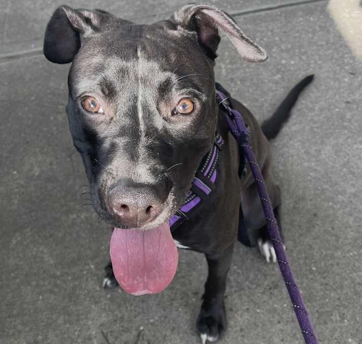 Photo of Lola