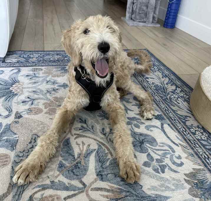 Photo of Shaggy - Medical Hold