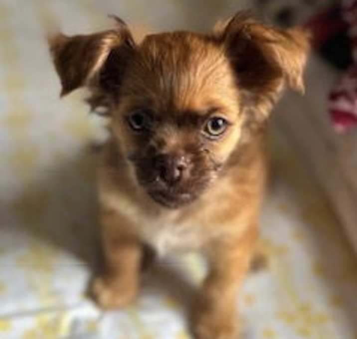 Photo of Oscar - Oh Boy! What a Cutie!