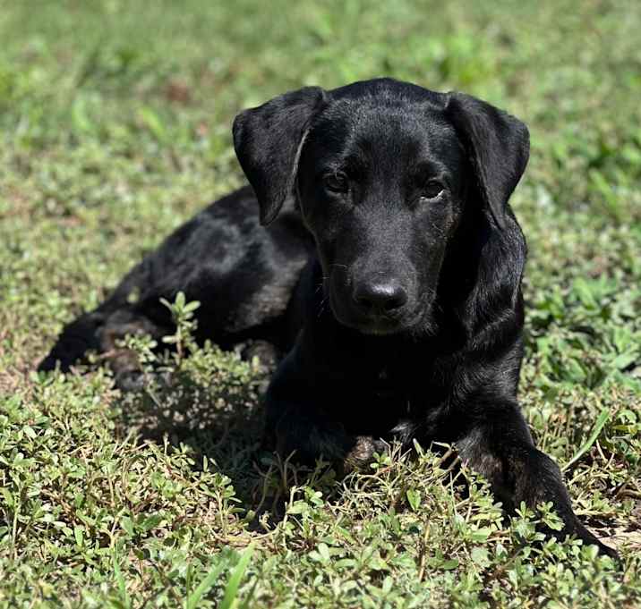 Photo of Onyx 