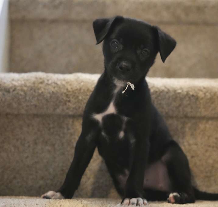 Photo of NY Coral Avail Jun 28 (Choice Pet Carmel)