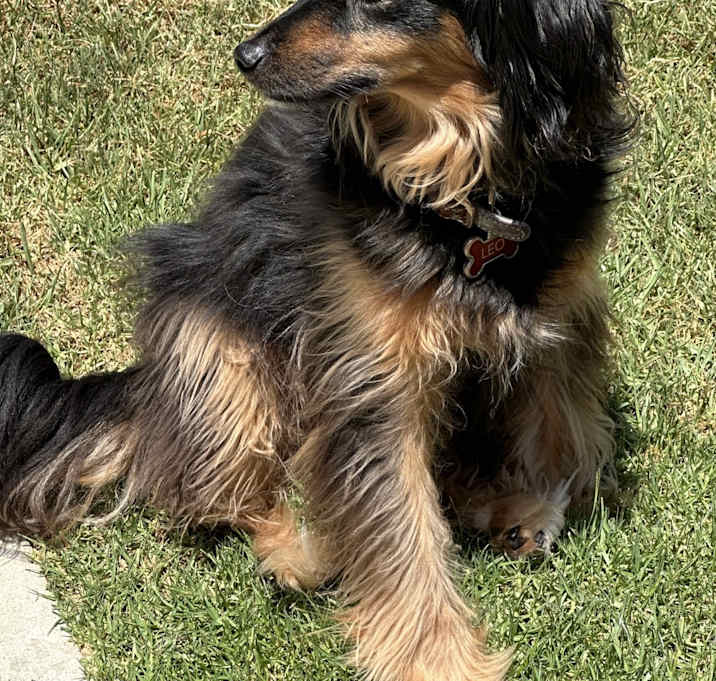 Photo of Leo