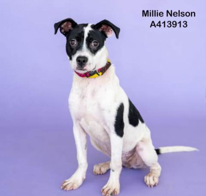 Photo of MILLIE NELSON