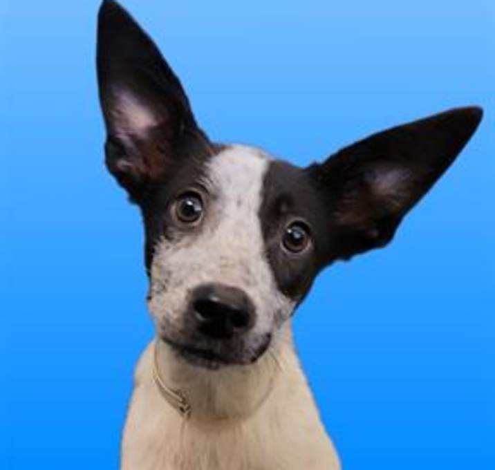 Photo of PICKLES