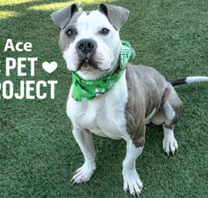 Photo of Ace