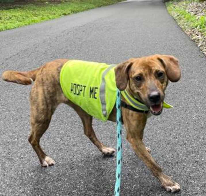 Photo of Gracie - Available in Foster